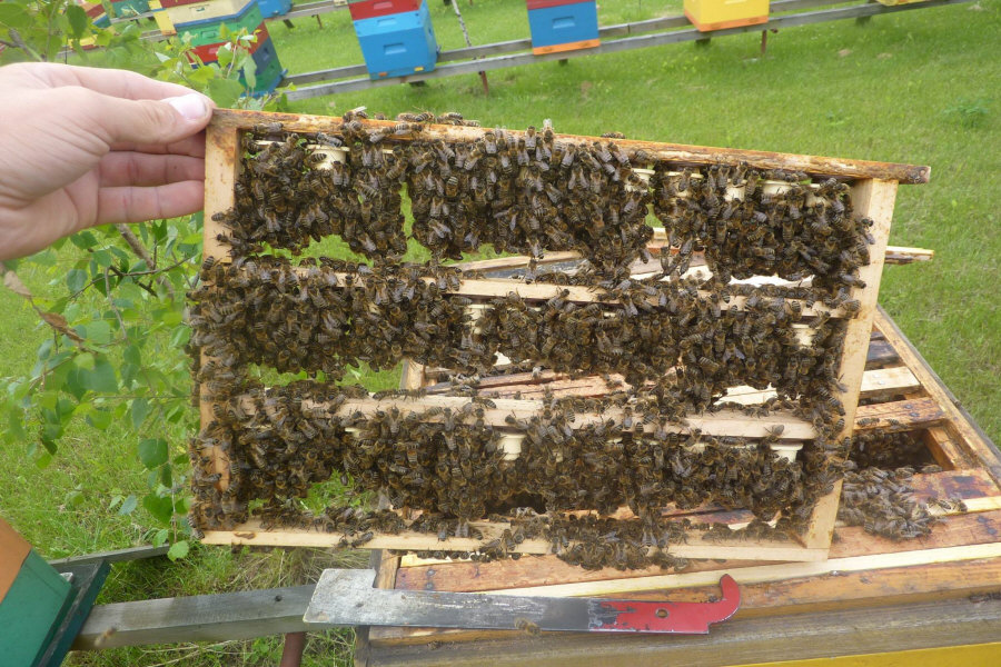 MIODOLAND Alveari polacchi di un'ape regina che deposita miele Polonia 01