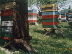 MIODOLAND Alveari polacchi di un'ape regina che deposita miele Polonia 03
