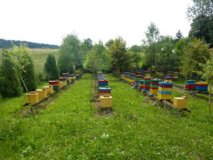 MIODOLAND Alveari polacchi di un'ape regina che deposita miele Polonia 05