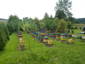 MIODOLAND Alveari polacchi di un'ape regina che deposita miele Polonia 06