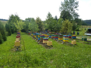 MIODOLAND Alveari polacchi di un'ape regina che deposita miele Polonia 07