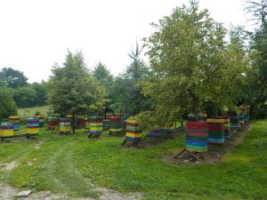 MIODOLAND Alveari polacchi di un'ape regina che deposita miele Polonia 09