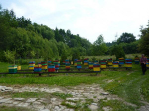 MIODOLAND Alveari polacchi di un'ape regina che deposita miele Polonia 10