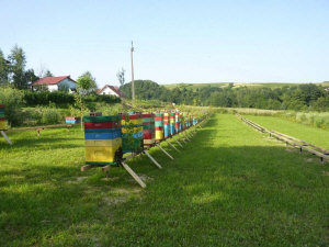 MIODOLAND Alveari polacchi di un'ape regina che deposita miele Polonia 13