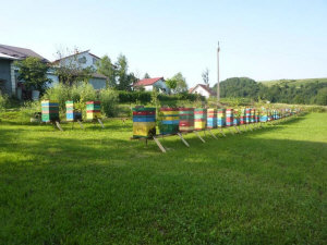 MIODOLAND Alveari polacchi di un'ape regina che deposita miele Polonia 14